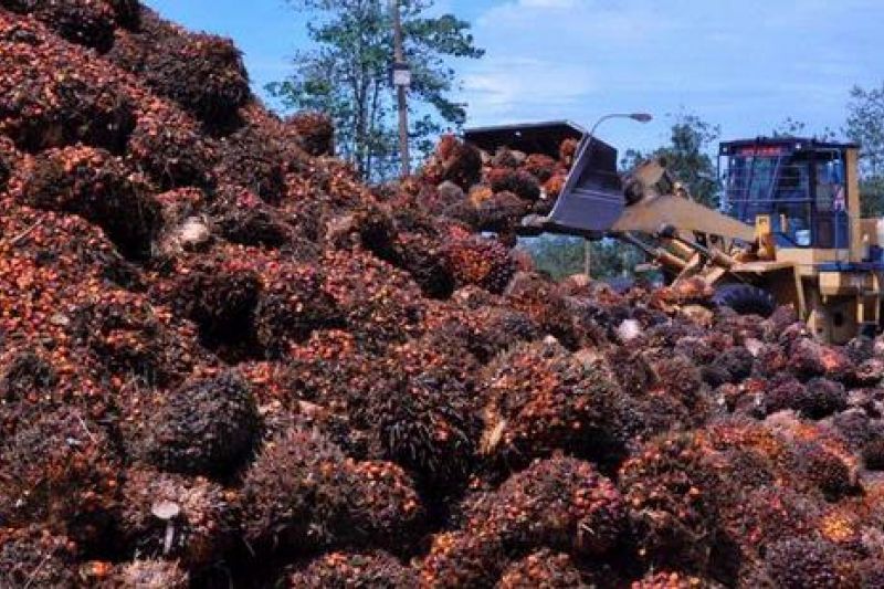 Produksi Melambat, Harga CPO Malaysia Berpotensi Menguat