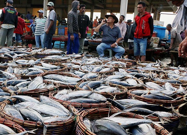 Pengolahan Ikan Segar Diharapkan Topang Peningkatan Industri Perikanan Hingga 2019
